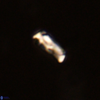 Davidhakania partingtonii VR 1707