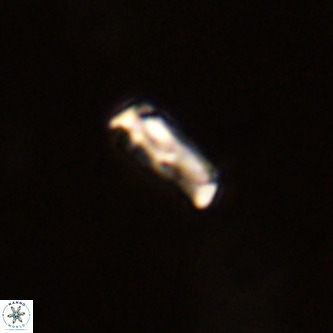 Davidhakania partingtonii VR 1707