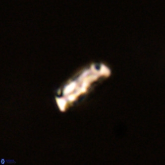 Davidhakania partingtonii VR 1708