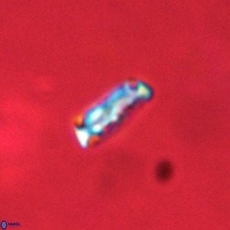 Davidhakania partingtonii VR 1709