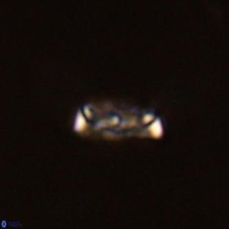 Davidhakania partingtonii VR 1712