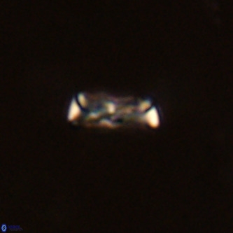 Davidhakania partingtonii VR 1714