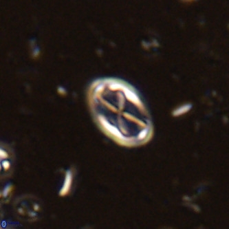 Davidhakania partingtonii VR 442