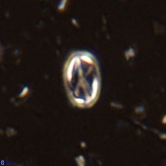 Davidhakania partingtonii VR 444
