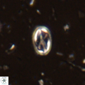 Davidhakania partingtonii VR 444