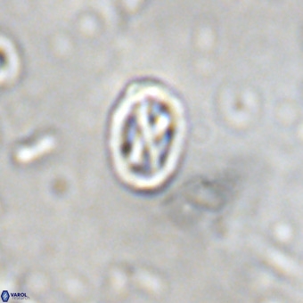 Davidhakania partingtonii VR 451