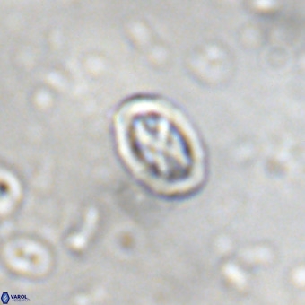 Davidhakania partingtonii VR 452