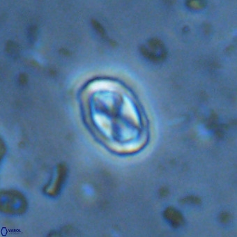 Davidhakania partingtonii VR 454