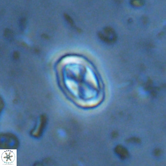 Davidhakania partingtonii VR 454
