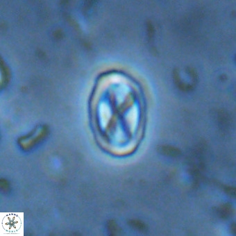 Davidhakania partingtonii VR 455