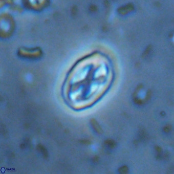 Davidhakania partingtonii VR 457