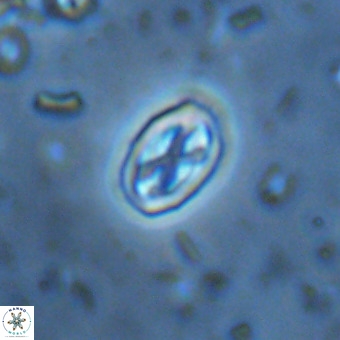Davidhakania partingtonii VR 457