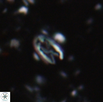 Davidhakania partingtonii 1951