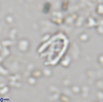 Davidhakania partingtonii 1957