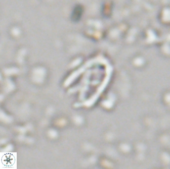 Davidhakania partingtonii 1957