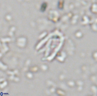 Davidhakania partingtonii 1958