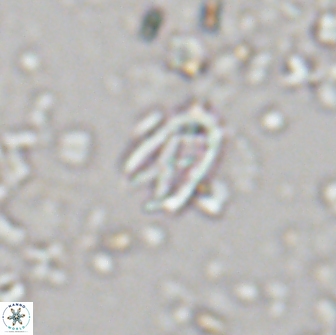 Davidhakania partingtonii 1958