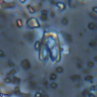 Davidhakania partingtonii 1960