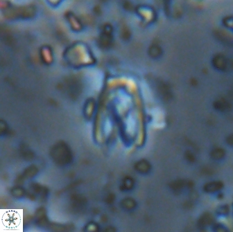 Davidhakania partingtonii 1960