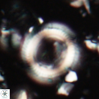 Denisea magna 20846
