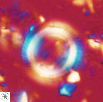 Denisea magna 20847