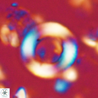 Denisea magna 20848