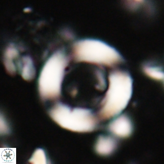 Denisea magna 20849
