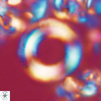 Denisea magna 21337