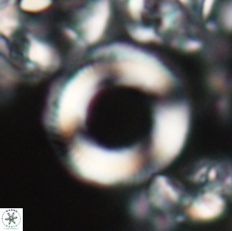 Denisea magna 21338