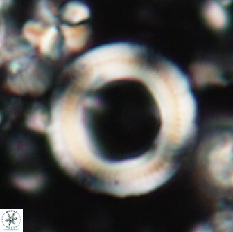 Denisea magna 21536