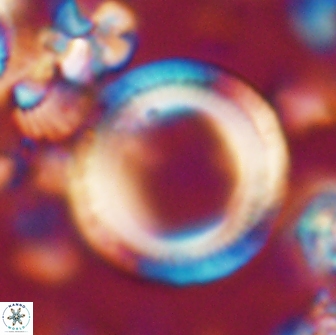 Denisea magna 21538