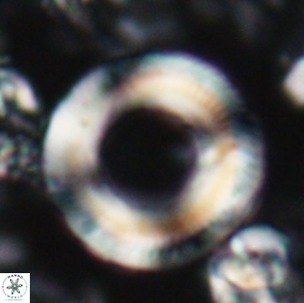 Denisea magna 22041