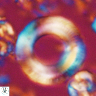 Denisea magna 22042
