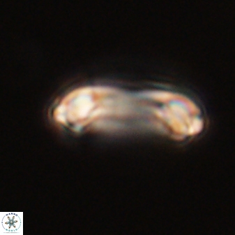 Denisea magna 52555