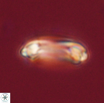 Denisea magna 52556