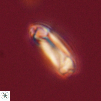 Denisea magna 52557