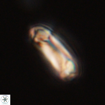 Denisea magna 52558
