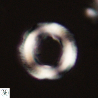 Denisea magna 52559