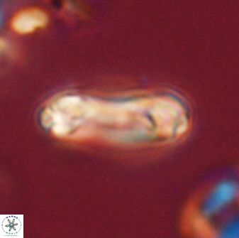 Denisea magna 52568
