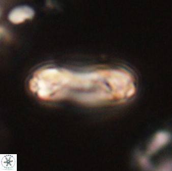 Denisea magna 52569