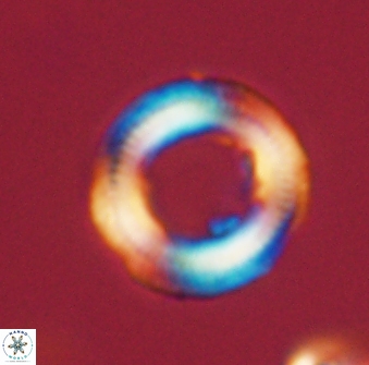 Denisea magna 52571