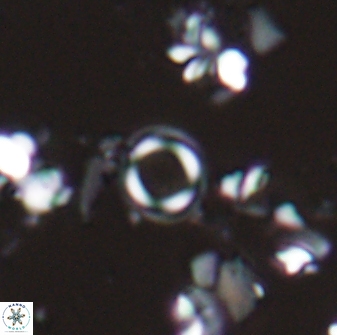 Denisea orbis 22446