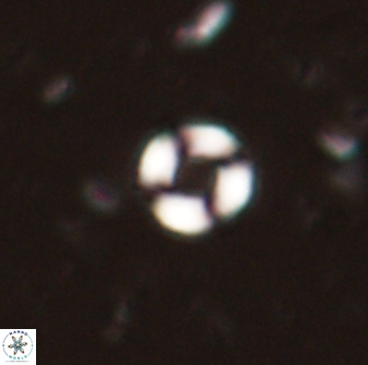 Denisea orbis 53844