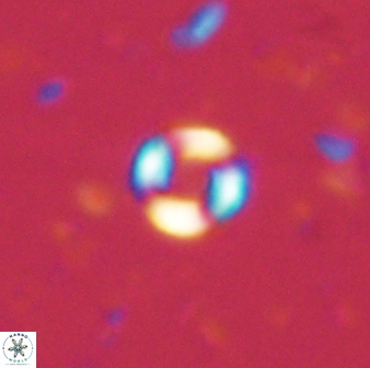 Denisea orbis 53845