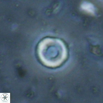 Denisea orbis 53850