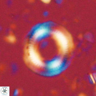 Denisea atalikii 3541