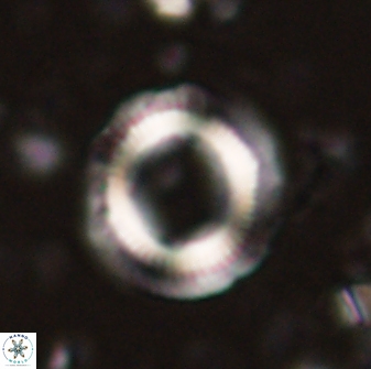 Denisea atalikii 3543