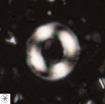 Denisea atalikii 3546
