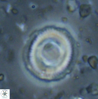 Denisea atalikii 3553