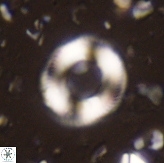 Denisea atalikii 3560